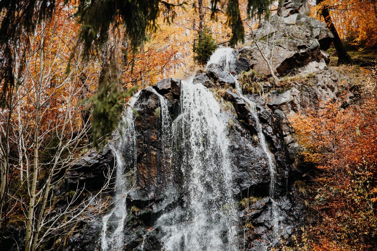 Wildgehege Bad Harzburg mit Damhirschen und Rotwild