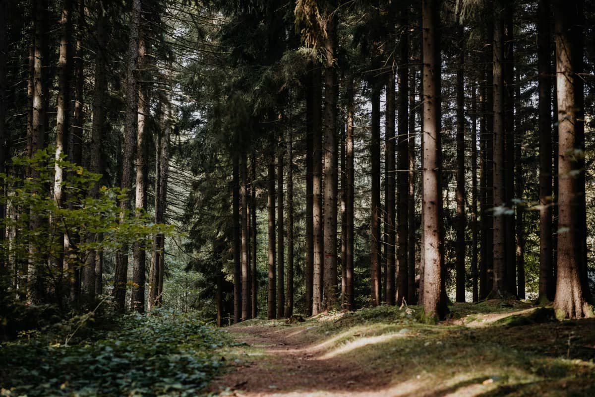 Sonniger Wanderweg durch den Wald im Erzgebirge