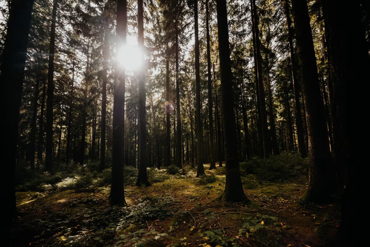 Wald mit Sonnenstrahlen, ideal für Radtouren